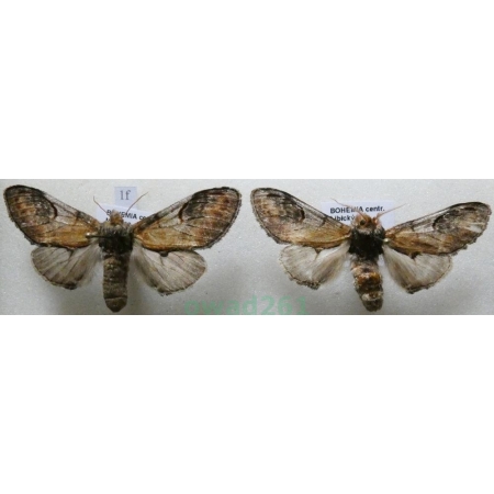 Notodonta ziczac (Linnaeus, 1758) pair Garbatka zygzakówka Czech1f